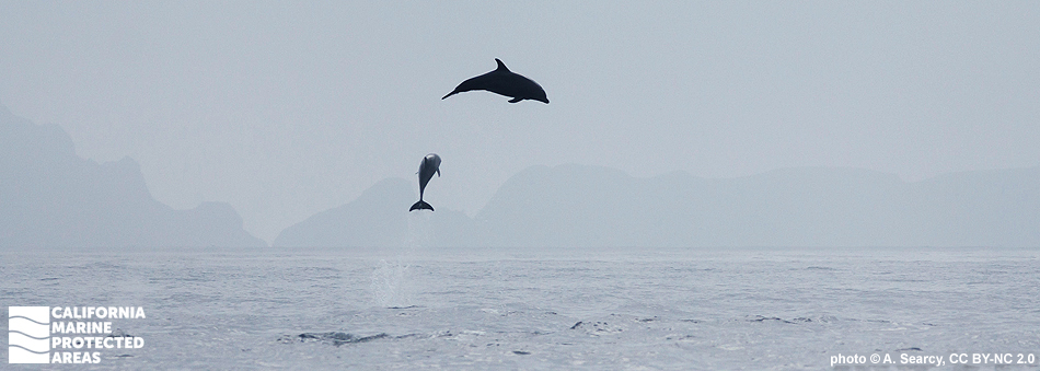 dolphins jumping high over ocean water